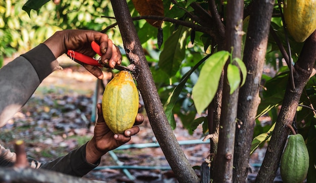 Closeup hands of a cocoa farmer use pruning shears to cut the ripe yellow cacao from the cacao tree