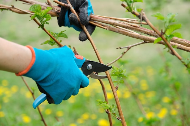 Closeup of hands doing spring pruning of raspberry bushes