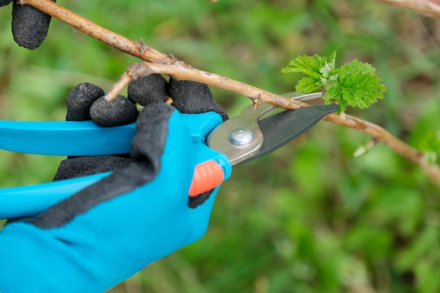 Closeup of hands doing spring pruning of raspberry bushes