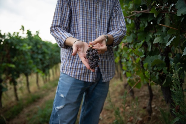 Closeup of the hands of a farmer who has just picked a bunch of grapes during the harvest