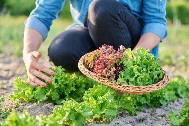庭のベッドでレタスの葉を収穫する手のクローズアップ自然有機食品菜食主義農場で野菜やハーブを育てる