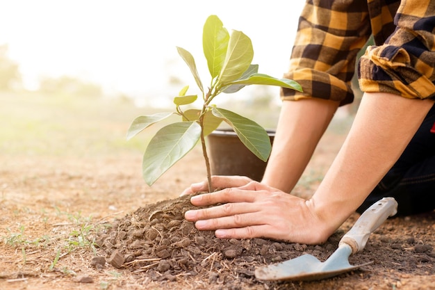 Photo closeup of hands planting trees on world environment day with sunset light symbolizing the collective commitment and hope for a greener future