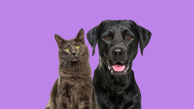 Foto close-up di un cane labrador nero e un gatto maine coon blu che guardano la telecamera isolati sul viola