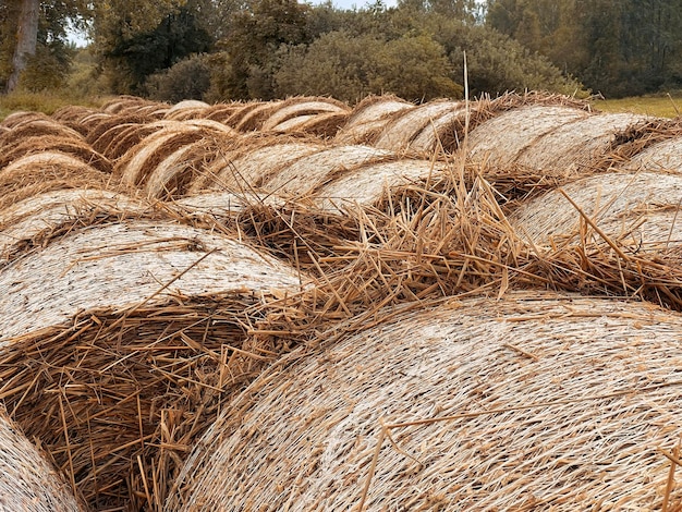 Closeup of haystacks in the field made by farmers for winter preparations are rolled and baled as fodder and feed for the animals in the rural scene