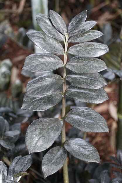 ザミオカルカス (Zamioculcus) の黒い葉をクローズアップした写真ザミオクルカス・アロイド (Zamifolia aeroid) 