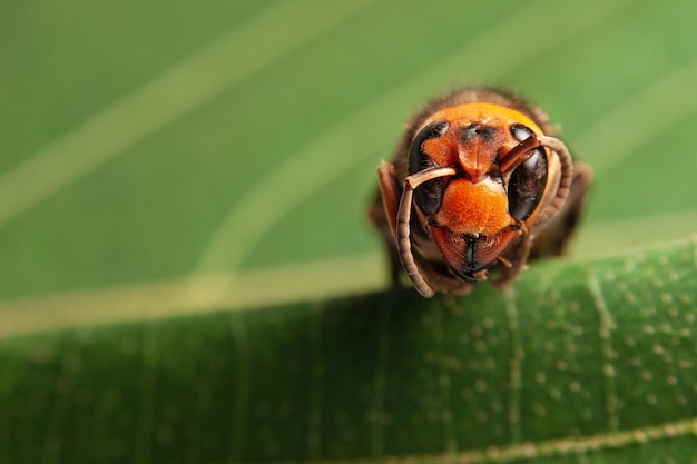 Closeup head of Asian Giant Hornet or Japanese Giant Hornet  or Vespa Mandarinia Japonica