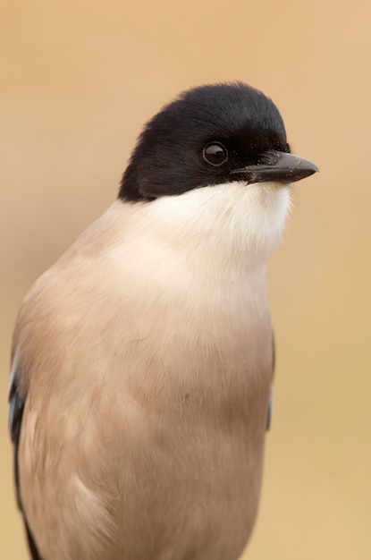 Closeup of the head of an Azurewinged magpie in the early light of da