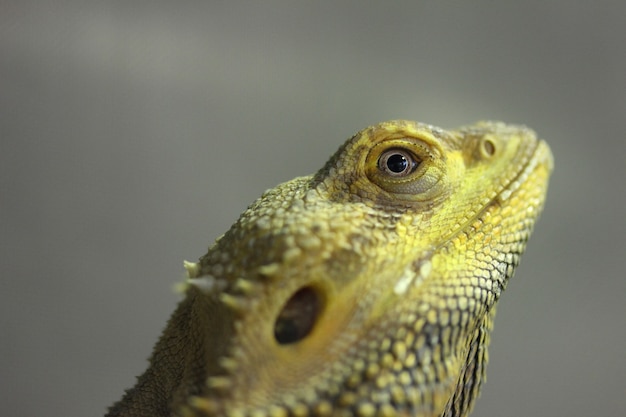 Closeup a head of Bearded Dragon Lizard.