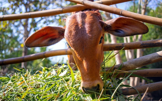 肉牛農場のパドックで茶色の牛の頭のクローズ アップ新鮮な草を食べる牛