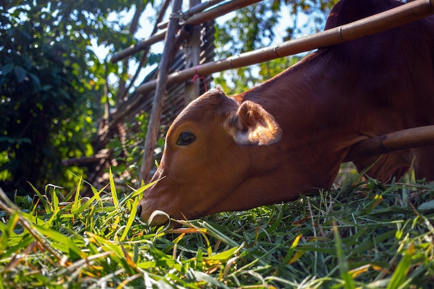 肉用牛ファームのパドックで茶色の牛の頭のクローズ アップ新鮮な草を食べる牛