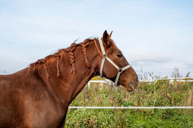 Closeup of head of brown horse standing in paddock