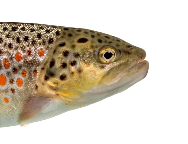 Closeup of head of brown trout isolated on white