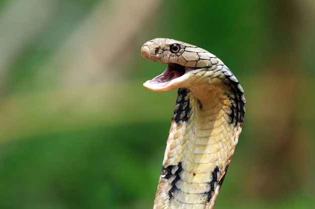 Closeup head of king cobra snake king cobra closeup face reptile closeup