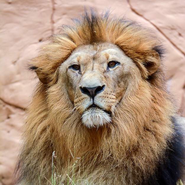 Closeup head lion in the wild.