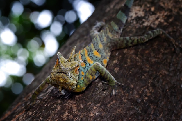 Closeup head Lizard forest dragon with black background