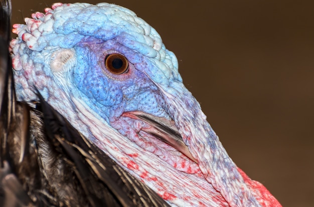 Closeup head of male wild turkey or Meleagris gallopavo