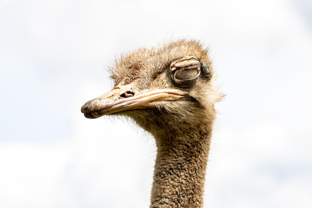 Closeup of the head of an ostrich with closed eyes