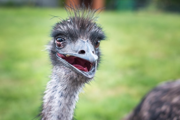 Closeup head of an ostrich with an open beak