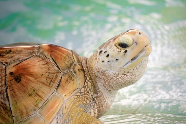 Closeup head of sea turtle from thailand sea