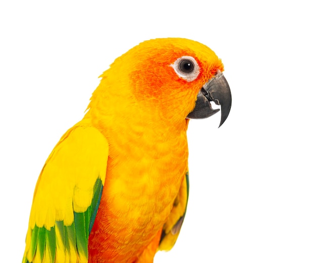 Photo closeup head shot of a colorful sun conure parrot aratinga solstitialis against a pure white background