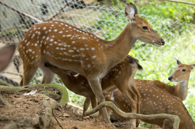 Whitetail 사슴의 근접 촬영 머리