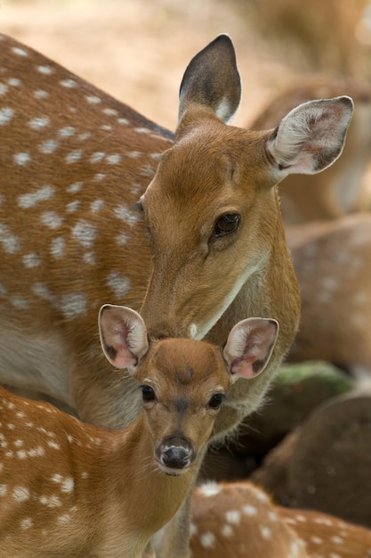 Closeup head of a whitetail deer