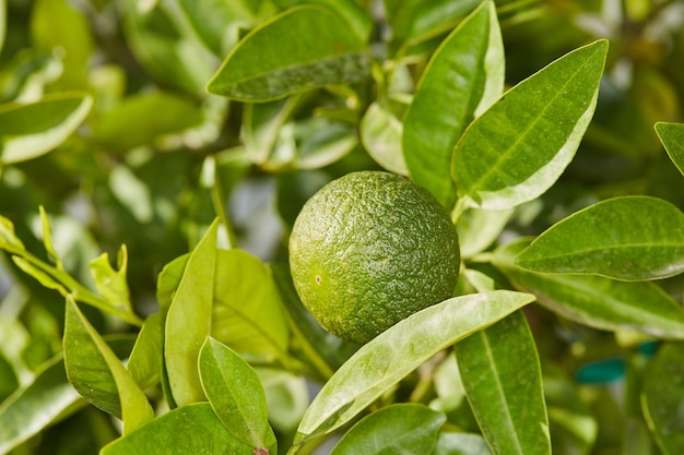 Closeup of a healthy and fresh green fruit growing in a calming outdoor garden A ripe and vibrant colorful citrus lime that is perfect for a well balanced diet and clean eating lifestyle