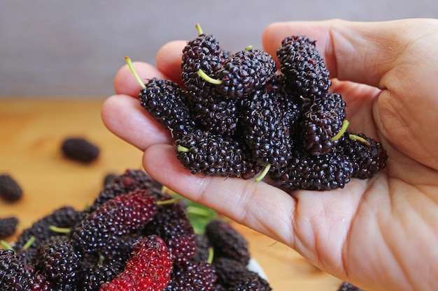 Photo closeup of heap of fresh ripe mulberry fruits in hand