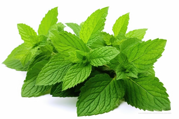 Closeup of a heap of spearmint and peppermint leaves on a white background