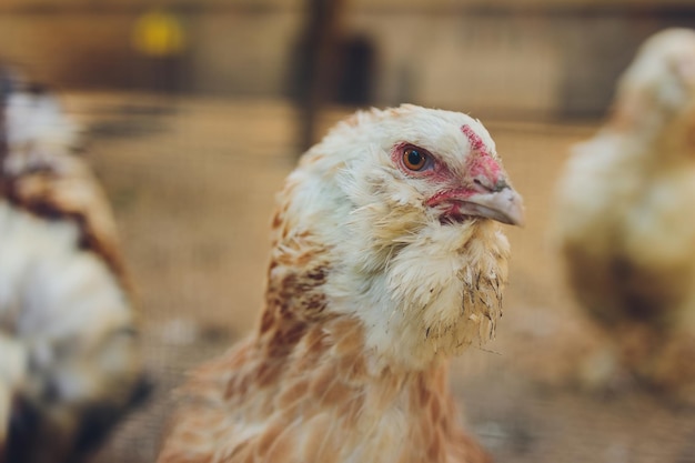 Closeup of a hen in a farmyard gallus gallus domesticus