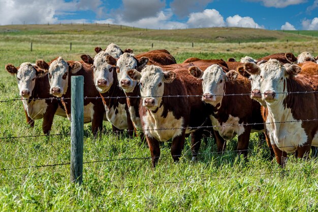 Foto primo piano di una mandria di bovini hereford che pascolano in un pascolo del saskatchewan