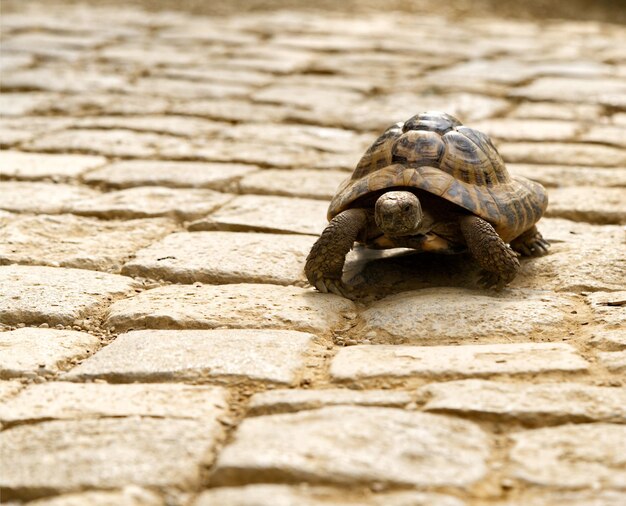 Photo closeup of hermanns tortoise testudo hermanni walking on the ground selected focus