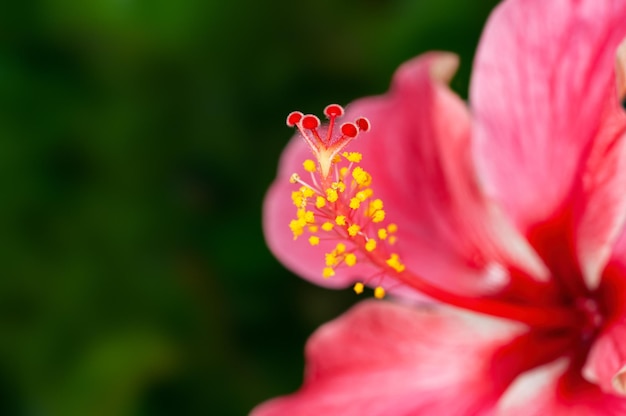 Foto primo piano del polline dell'ibisco che mostra il bel modello