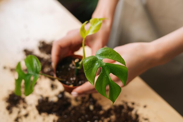 Closeup hoge hoekmening van onherkenbare jonge vrouw tuinman in schort werken met grond verplanten potplanten aan tafel in huis