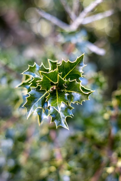 홀리 잎 Ilex aquifolium 또는 크리스마스 홀리의 근접 촬영