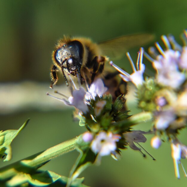 Closeup of a honey bee on a blossoming tree branch in a garden under the sunlight