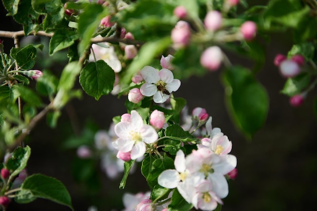 Closeup of a honey bee collecting nectar from a beautiful flower with white and pink petals on a branch of a blossoming apple tree in spring garden