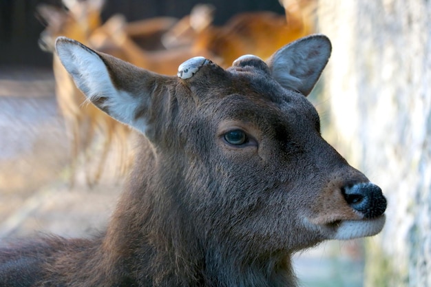 Closeup of a hornless deer in the park