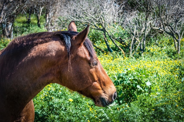 牧草地の馬の頭のクローズアップ