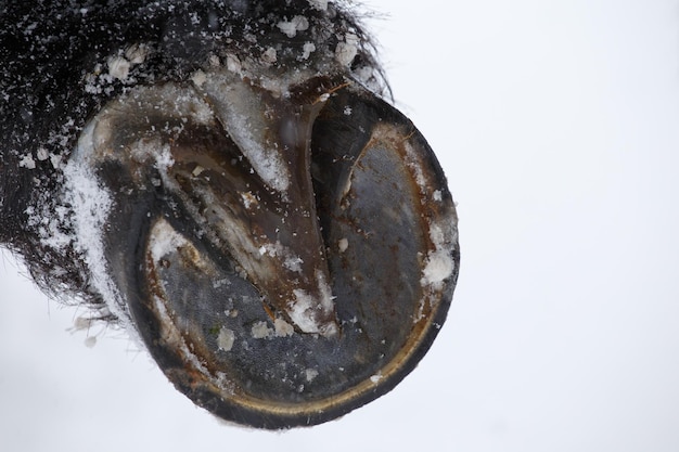 Closeup of horse hooves in winter