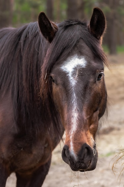 馬の銃口のクローズアップ 動物の頭 馬の目 馬の顔 体の一部