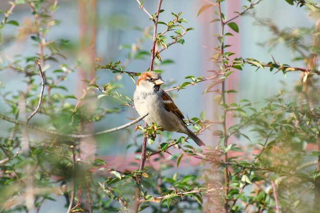 closeup house sparrow sitting on a bush branch on a sunny day