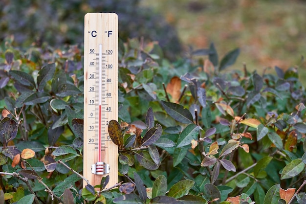 Closeup of household thermometer in the branches of the plant showing temperature in degrees Celsius