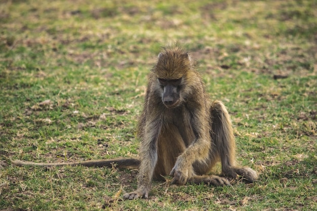 Foto un primo piano di un enorme babbuino seduto nella savana