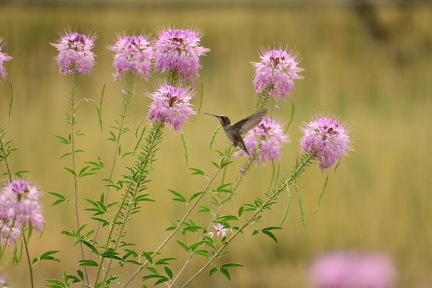 들판에 있는 cleome serrulata 꽃 위로 날아가는 벌새의 근접 촬영
