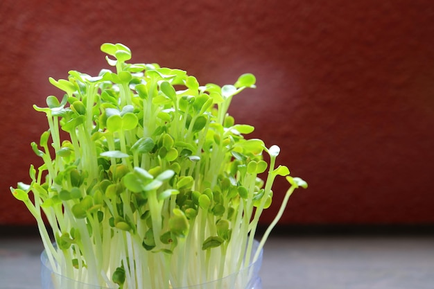 Closeup of Hydroponic Daikon Microgreens or Daikon Kaiware Grown as Houseplant Ready for Harvest