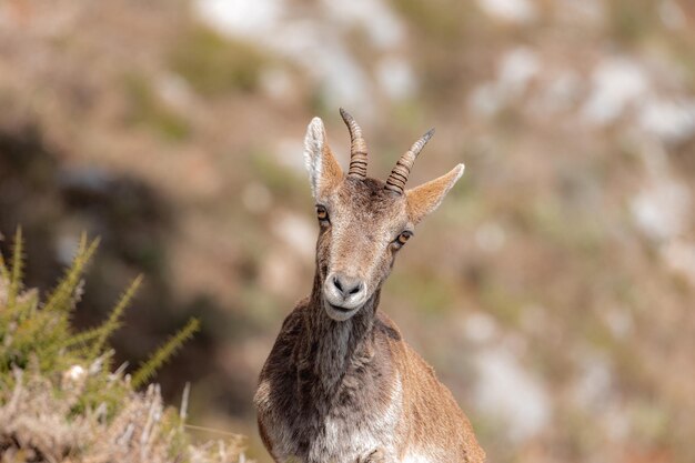 Closeup of an ibex male