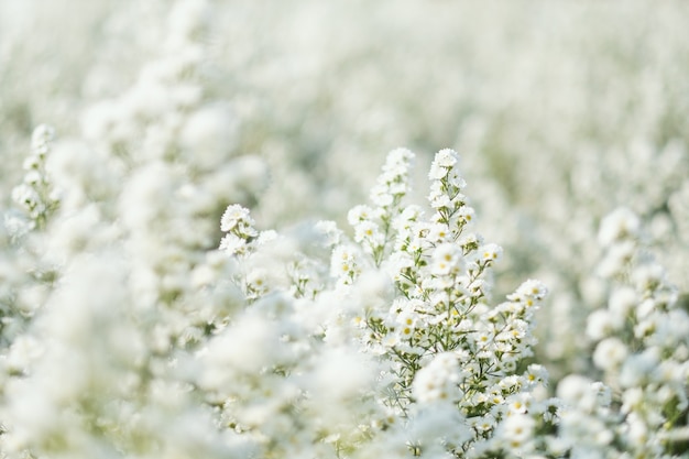 아름다운 커터 꽃밭의 근접 촬영 이미지