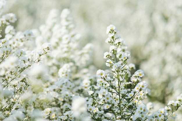 Closeup image of a beautiful Cutter flower field