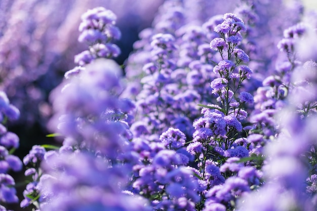 美しい紫色のマーガレットの花畑のクローズアップ画像